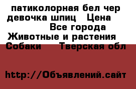 патиколорная бел/чер девочка шпиц › Цена ­ 15 000 - Все города Животные и растения » Собаки   . Тверская обл.
